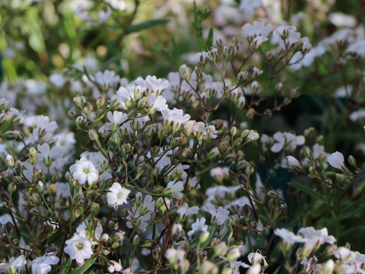 Kriechendes Schleierkraut 'Alba'