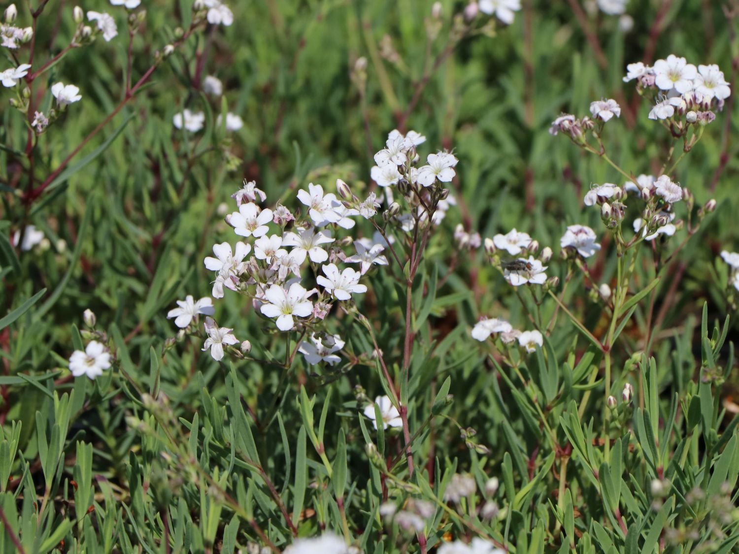 Kriechendes Schleierkraut 'Filou White'
