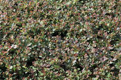 Teppichmispel / Kriechmispel 'Queen of Carpets' / 'Frieders Evergreen'