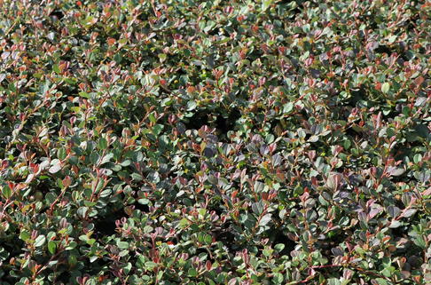 Teppichmispel / Kriechmispel 'Queen of Carpets' / 'Frieders Evergreen' - Cotoneaster dammeri 'Queen of Carpets' / 'Frieders Evergreen'