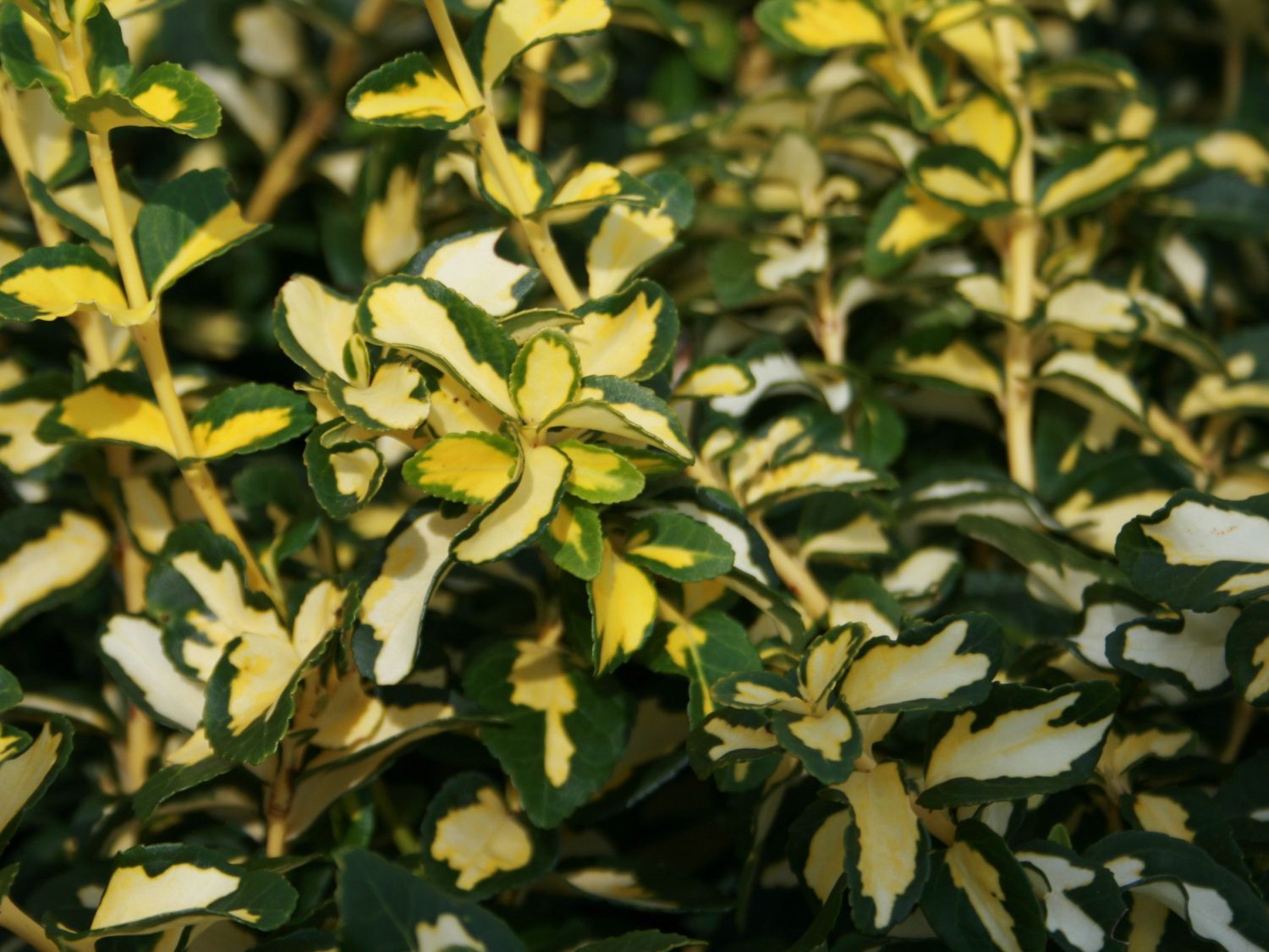 Kriechspindel 'Blondy'  ®