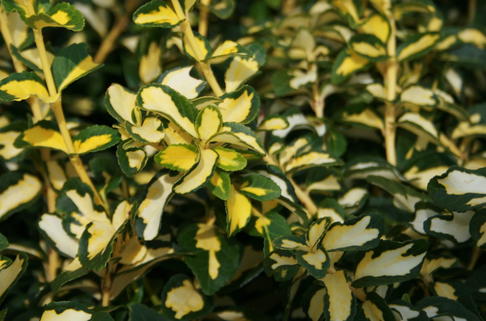 Kriechspindel 'Blondy' ® - Euonymus fortunei 'Blondy' ®