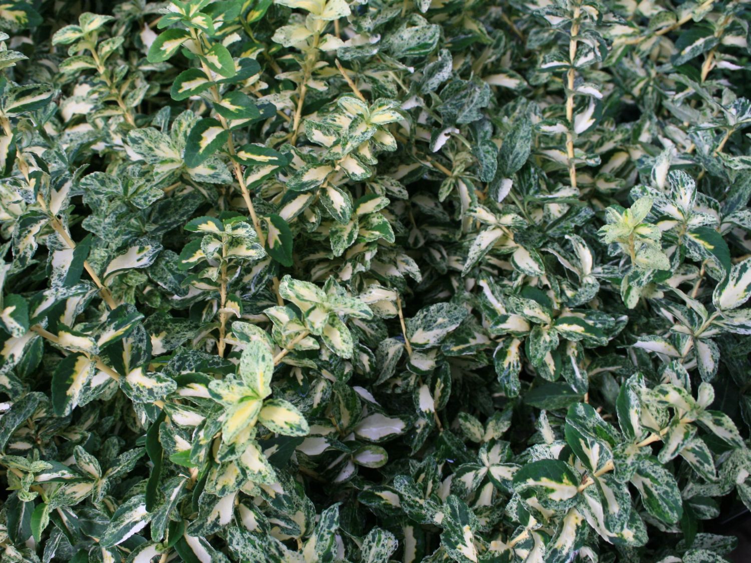 Kriechspindel 'Harlequin'