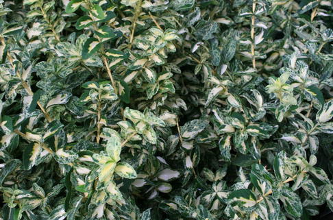 Kriechspindel 'Harlequin' - Euonymus fortunei 'Harlequin'