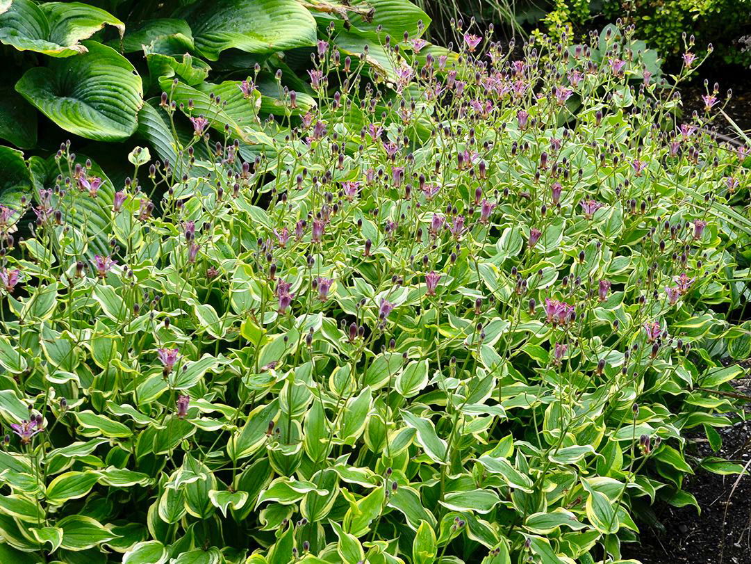 Krötenlilie 'Autumn Glow'