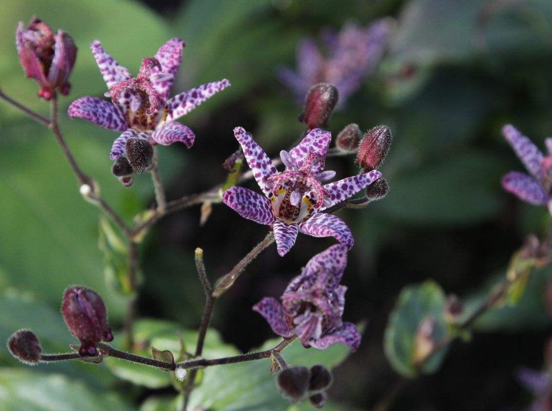Krötenlilie 'Blue Wonder'