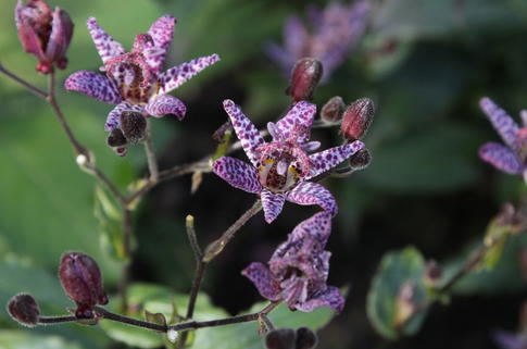 Krötenlilie 'Blue Wonder' - Tricyrtis hirta 'Blue Wonder'