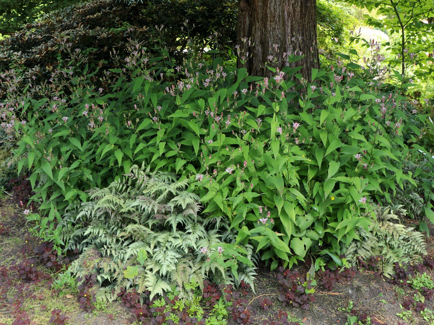 Krötenlilie 'EMPRESS' ®