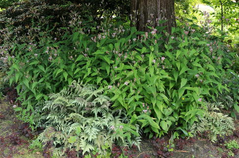 Krötenlilie 'EMPRESS' ® - Tricyrtis formosana 'EMPRESS' ®