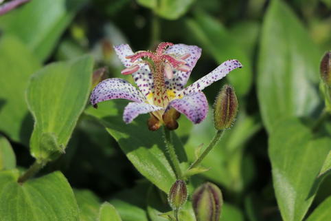 Krötenlilie 'Pink Freckles' - Tricyrtis hirta 'Pink Freckles'