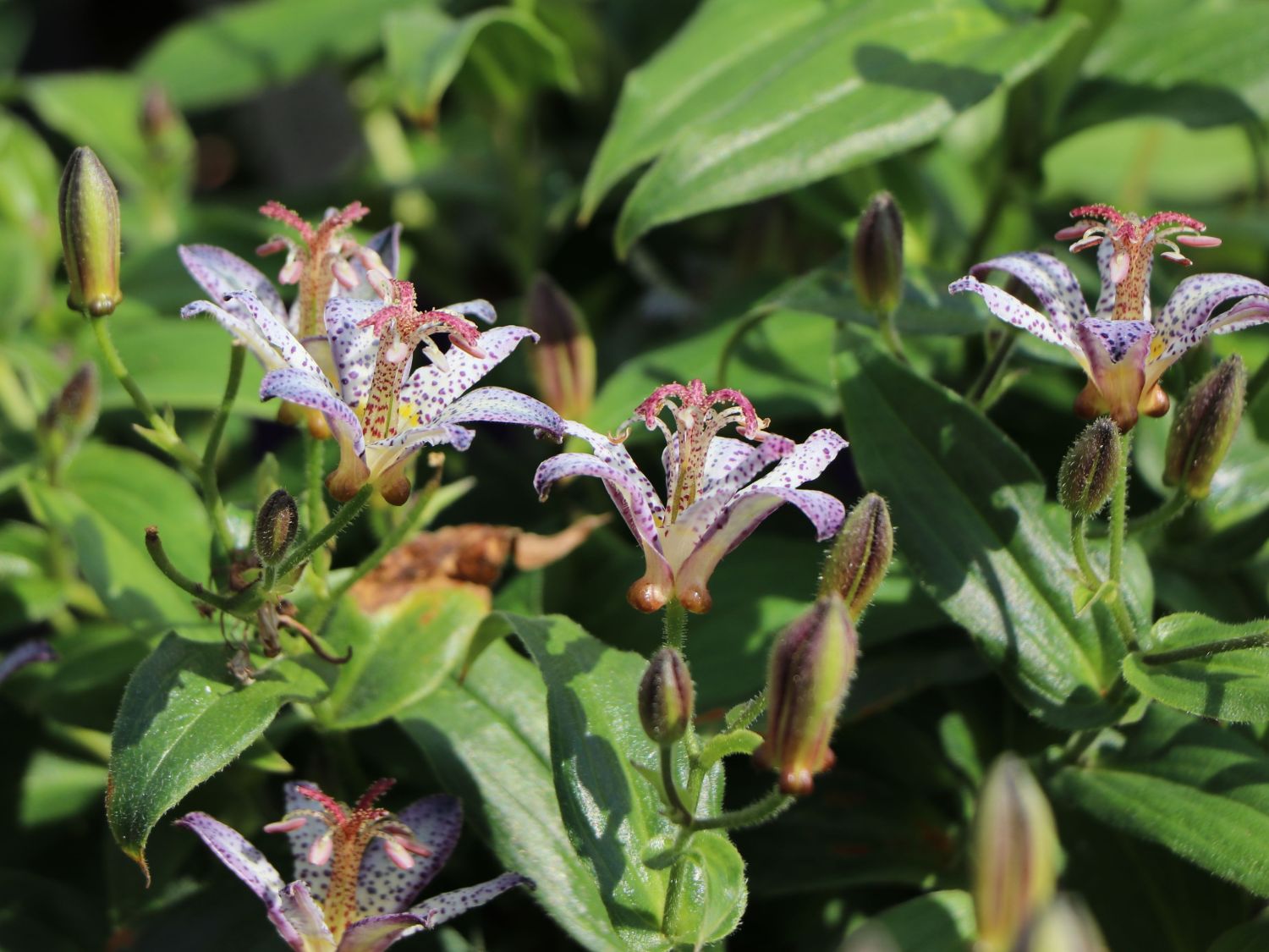 Krötenlilie 'Pink Freckles' - Tricyrtis hirta 'Pink Freckles'