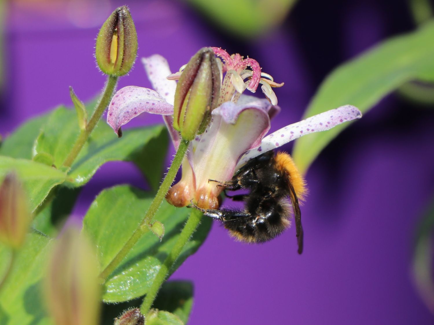 Krötenlilie 'Pink Freckles' - Tricyrtis hirta 'Pink Freckles'