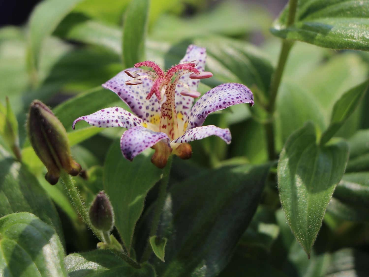 Krötenlilie 'Pink Freckles' - Tricyrtis hirta 'Pink Freckles'