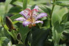 Krötenlilie 'Pink Freckles' - Tricyrtis hirta 'Pink Freckles'