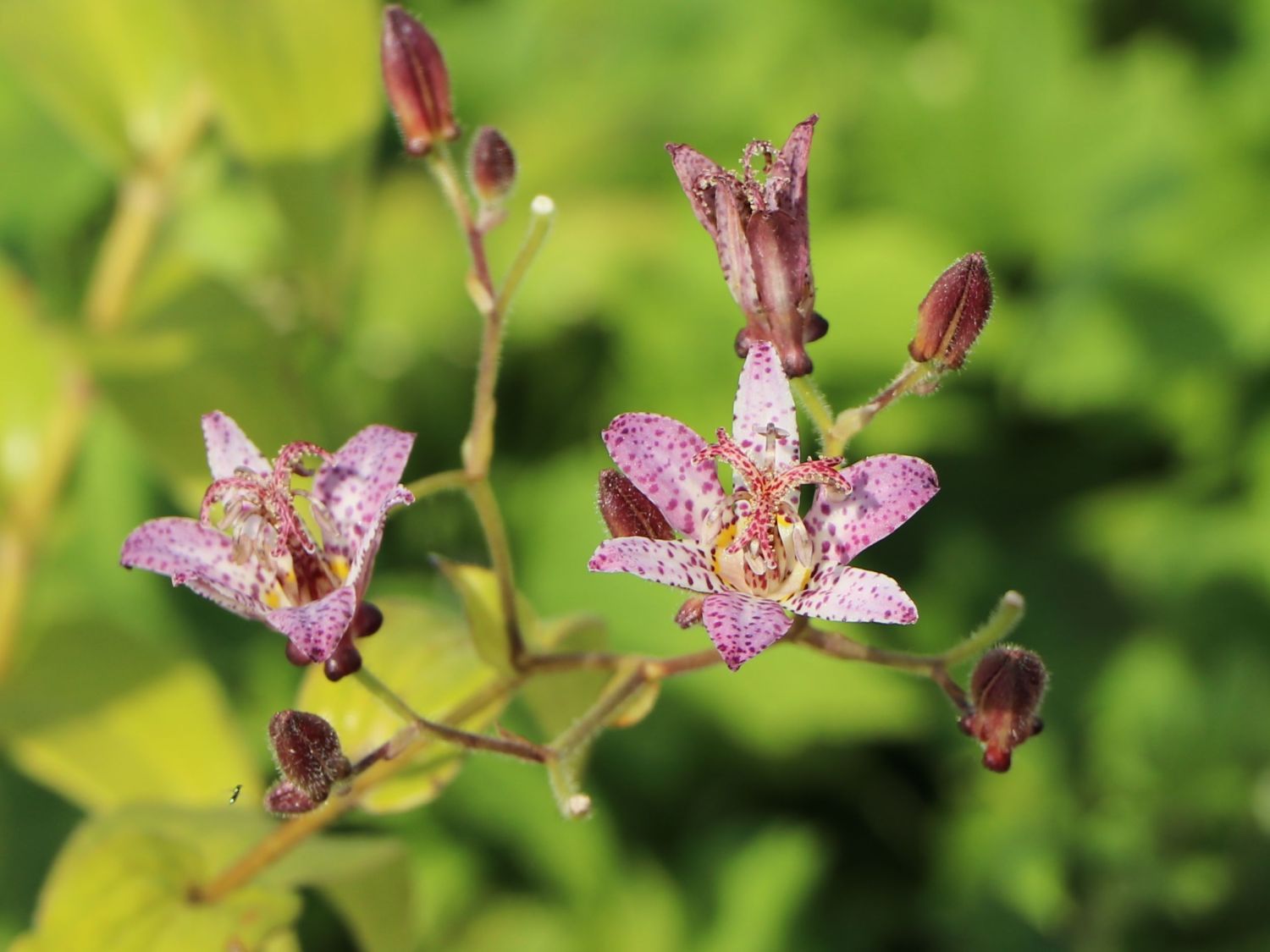 Krötenlilie 'Pink Freckles' - Tricyrtis hirta 'Pink Freckles'
