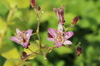 Krötenlilie 'Pink Freckles' - Tricyrtis hirta 'Pink Freckles'