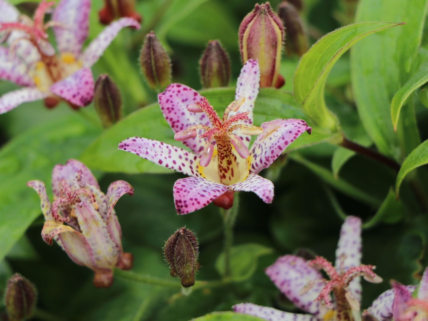 Krötenlilie 'Pink Freckles' - Tricyrtis hirta 'Pink Freckles'