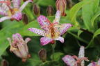 Krötenlilie 'Pink Freckles' - Tricyrtis hirta 'Pink Freckles'