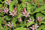 Krötenlilie 'Pink Freckles' - Tricyrtis hirta 'Pink Freckles'