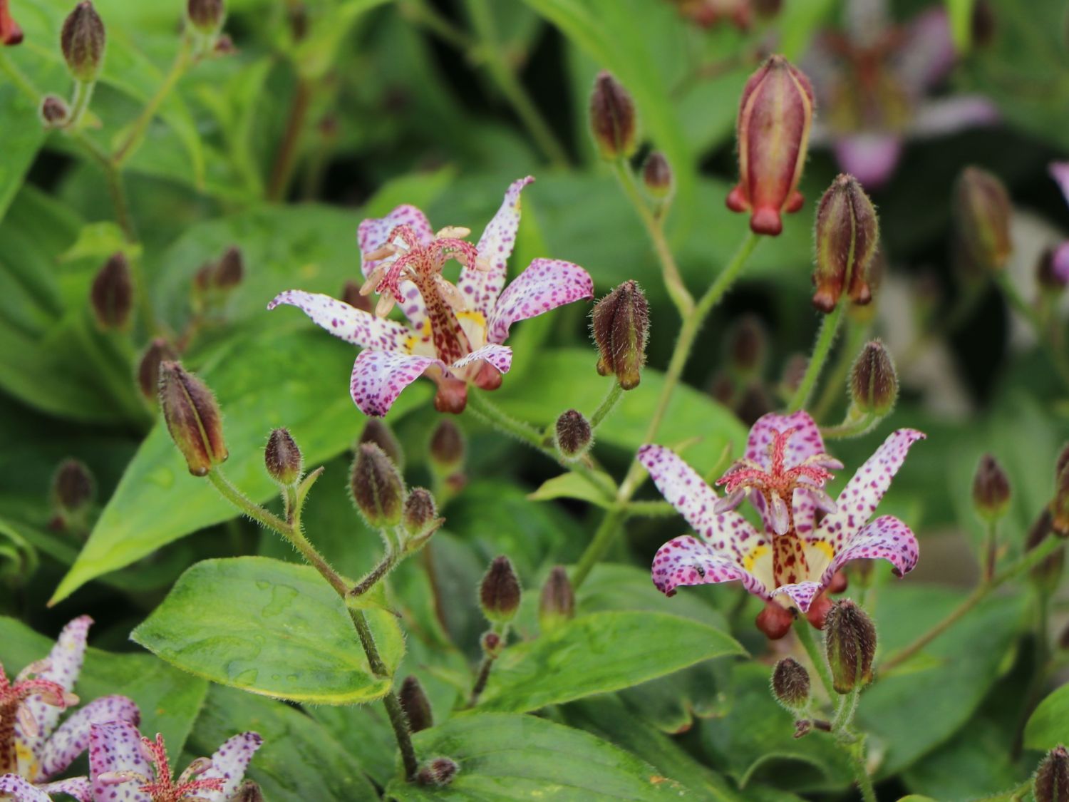Krötenlilie 'Pink Freckles' - Tricyrtis hirta 'Pink Freckles'