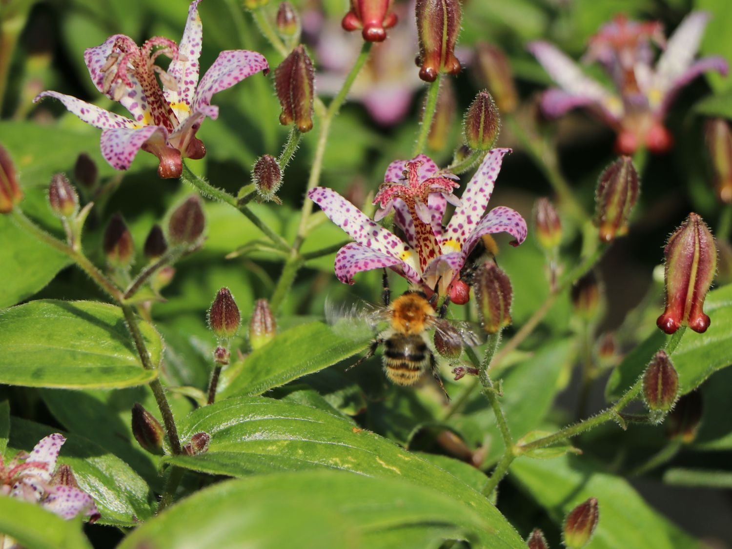 Krötenlilie 'Pink Freckles' - Tricyrtis hirta 'Pink Freckles'