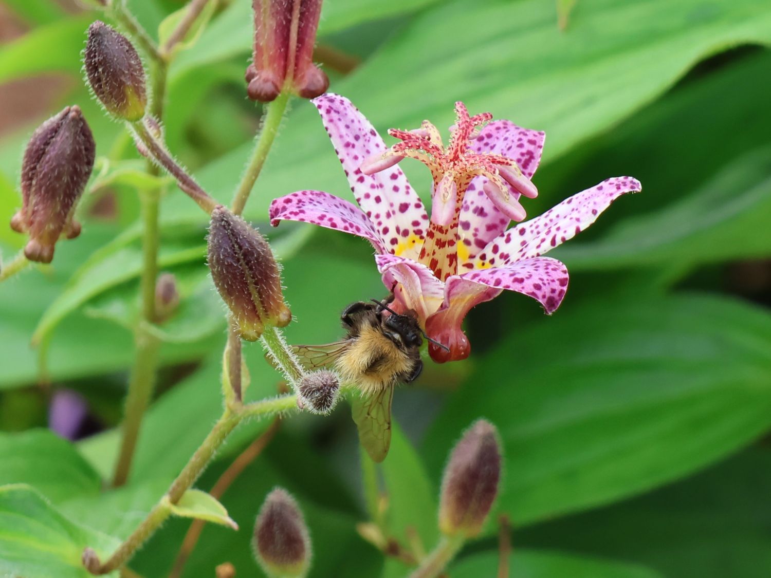 Krötenlilie 'Pink Freckles' - Tricyrtis hirta 'Pink Freckles'