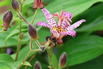 Krötenlilie 'Pink Freckles' - Tricyrtis hirta 'Pink Freckles'