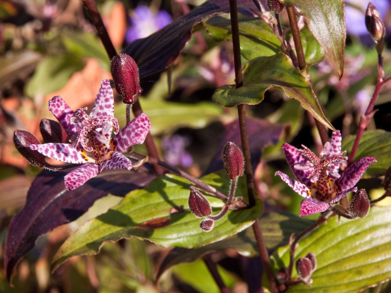 Liliengewächse (Liliaceae)