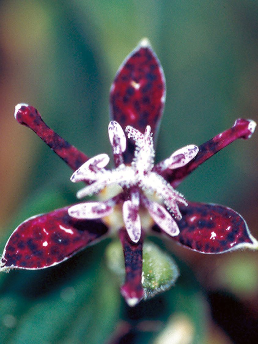 Krötenlilie 'Raspberry Mousse' - Tricyrtis hirta 'Raspberry Mousse'