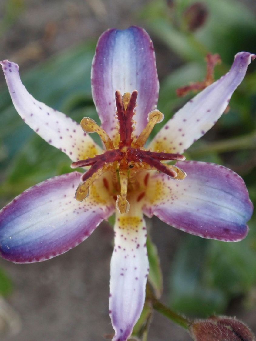 Krötenlilie 'Taipei Silk' - Tricyrtis hirta 'Taipei Silk'