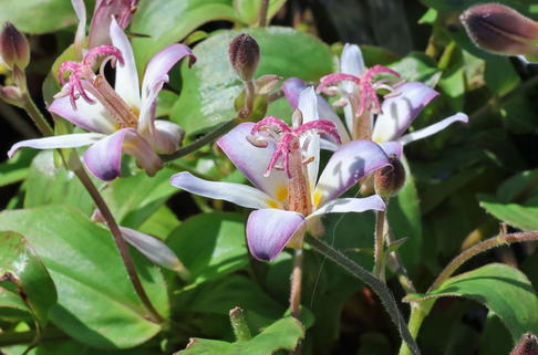 Krötenlilie 'Tojen' - Tricyrtis hirta 'Tojen'