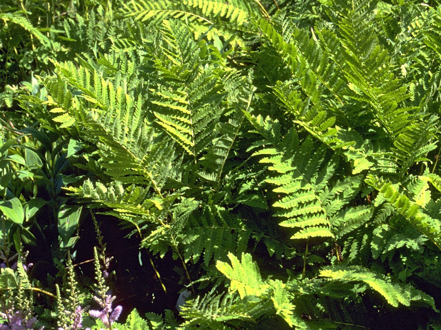 Königsfarnartige (Osmundales)