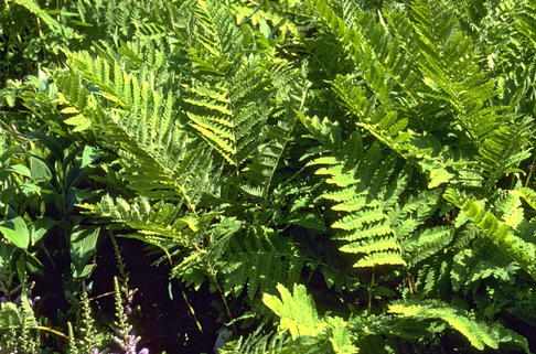 Kronenfarn - Osmunda claytoniana