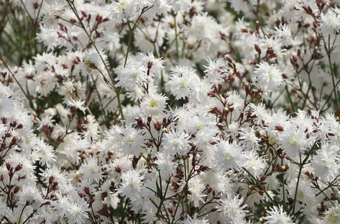 Kuckucks-Lichtnelke 'Petit Henry' - Lychnis flos-cuculi 'Petit Henry'