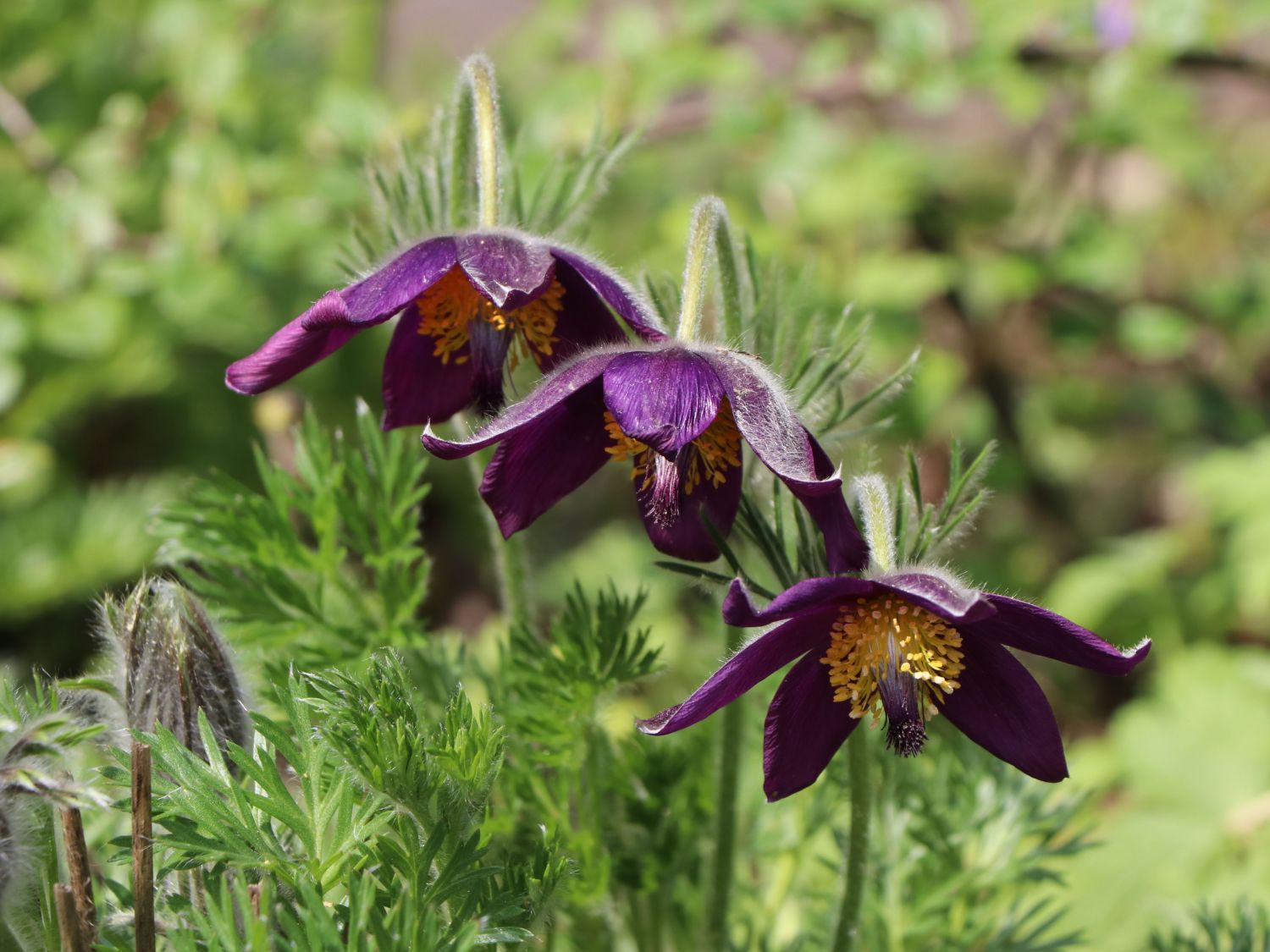 Küchenschelle 'Blaue Glocke'