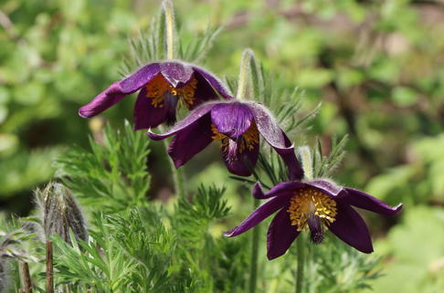 Küchenschelle 'Blaue Glocke' - Pulsatilla vulgaris 'Blaue Glocke'