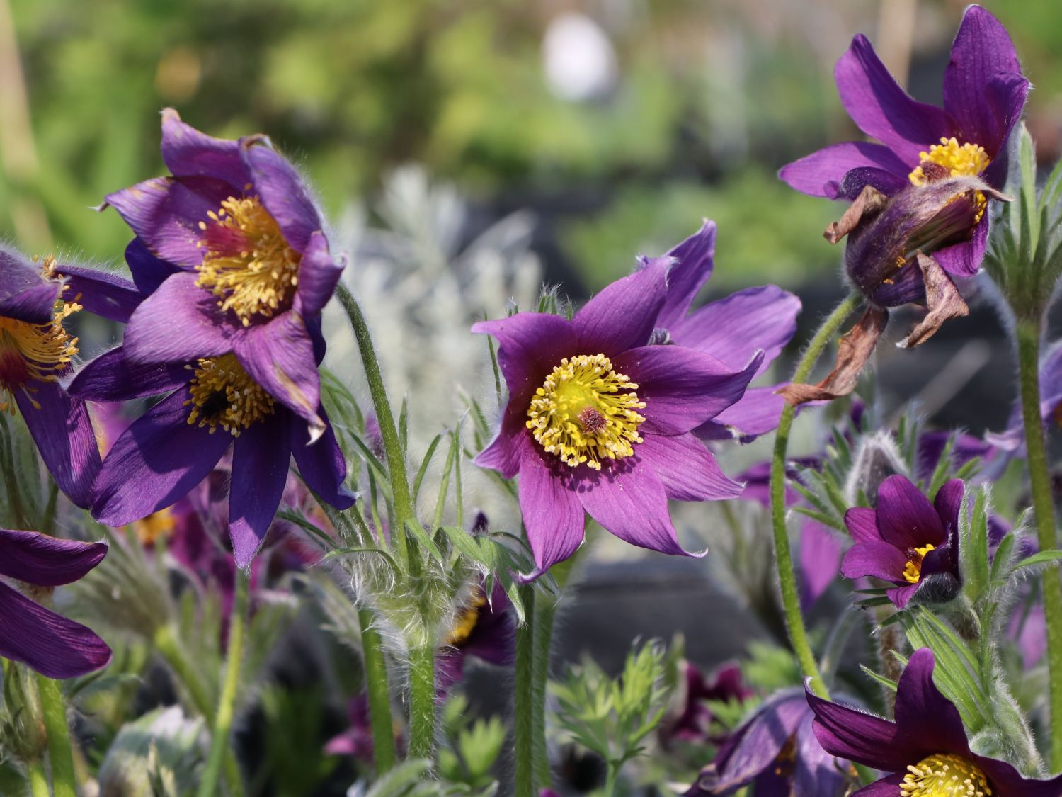 Kuhschellen (Pulsatilla)