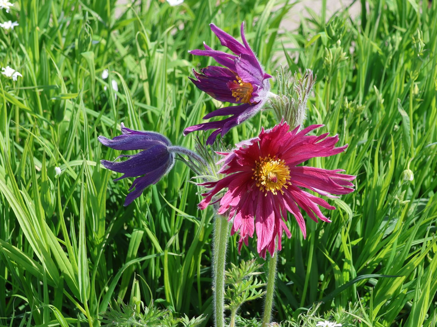 Küchenschelle 'Prima Papagena'