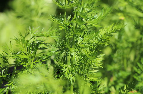 Kümmel - Carum carvi