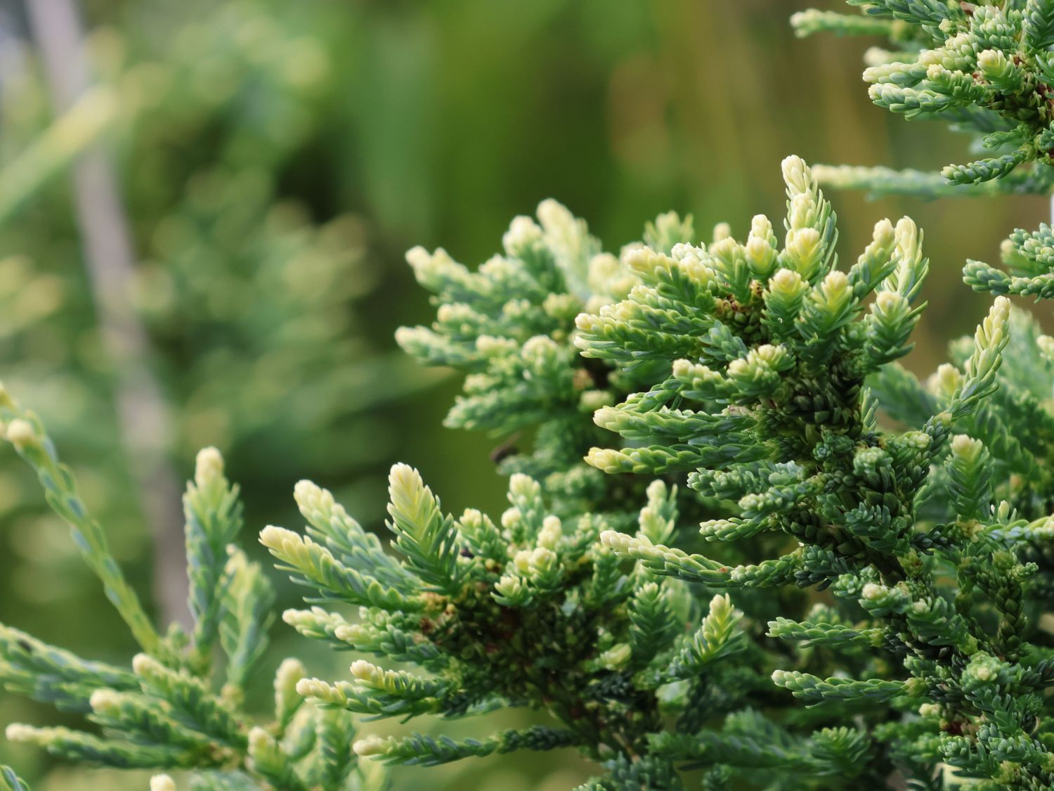 Küsten-Mammutbaum 'Lighting' - Sequoia sempervirens 'Lighting'