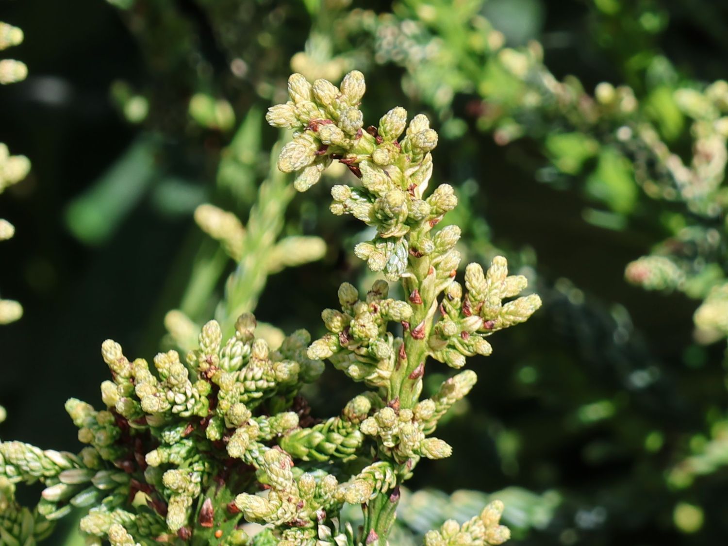 Küsten-Mammutbaum 'Lighting' - Sequoia sempervirens 'Lighting'
