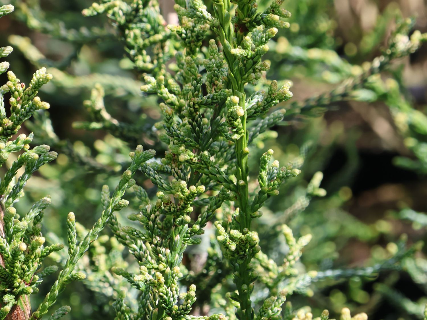 Küsten-Mammutbaum 'Lighting' - Sequoia sempervirens 'Lighting'