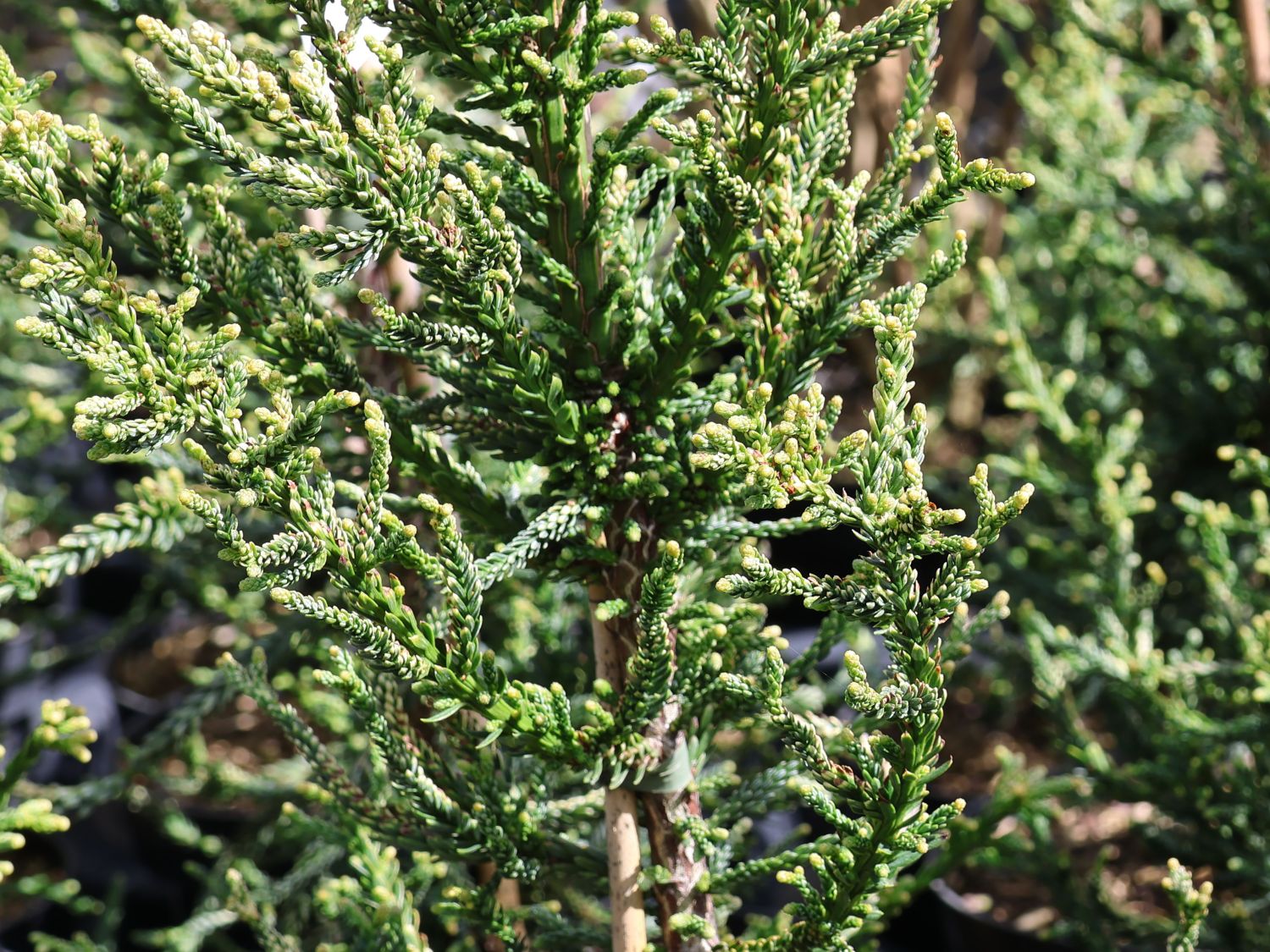 Küsten-Mammutbaum 'Lighting' - Sequoia sempervirens 'Lighting'