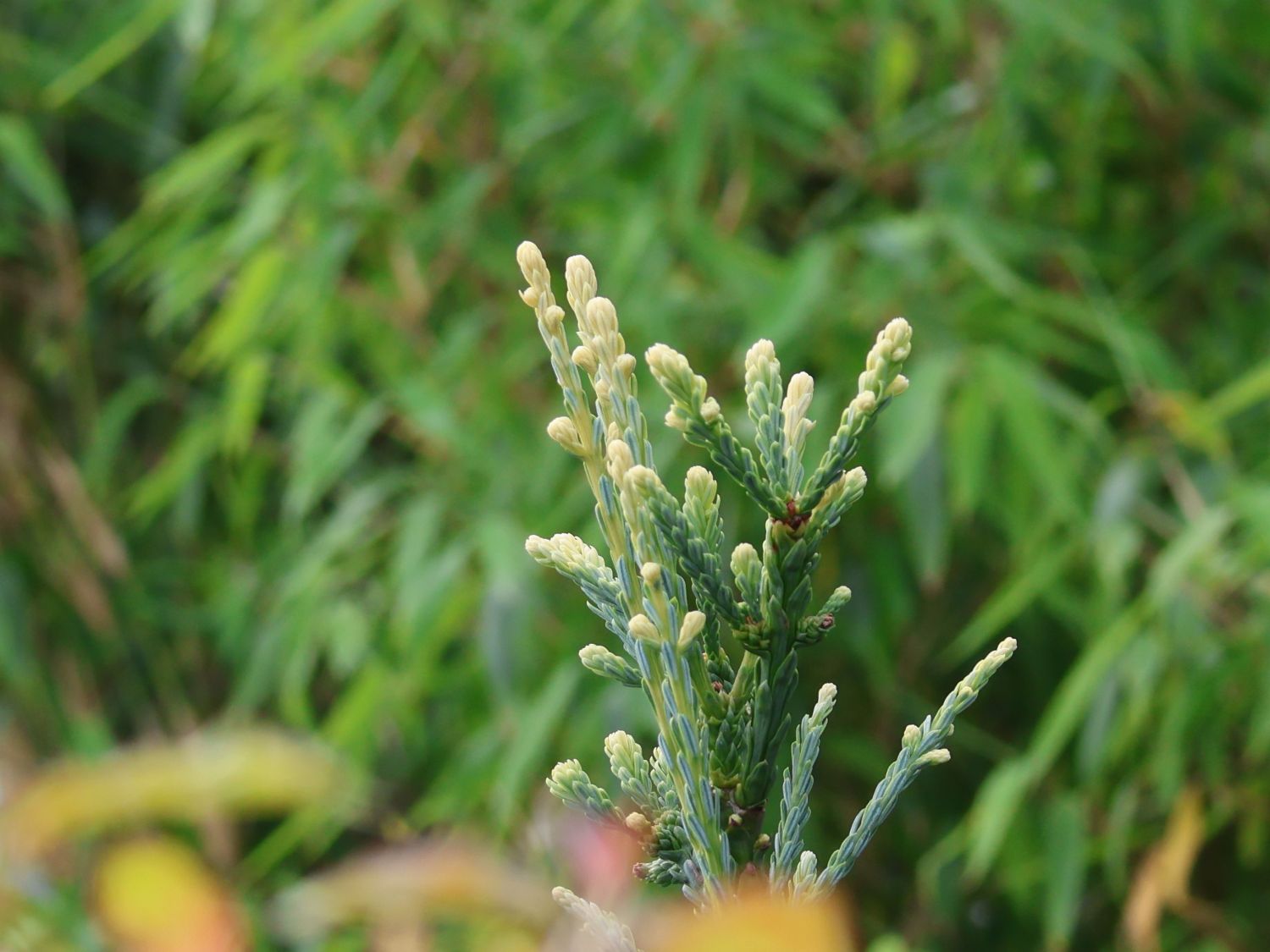 Küsten-Mammutbaum 'Lighting' - Sequoia sempervirens 'Lighting'