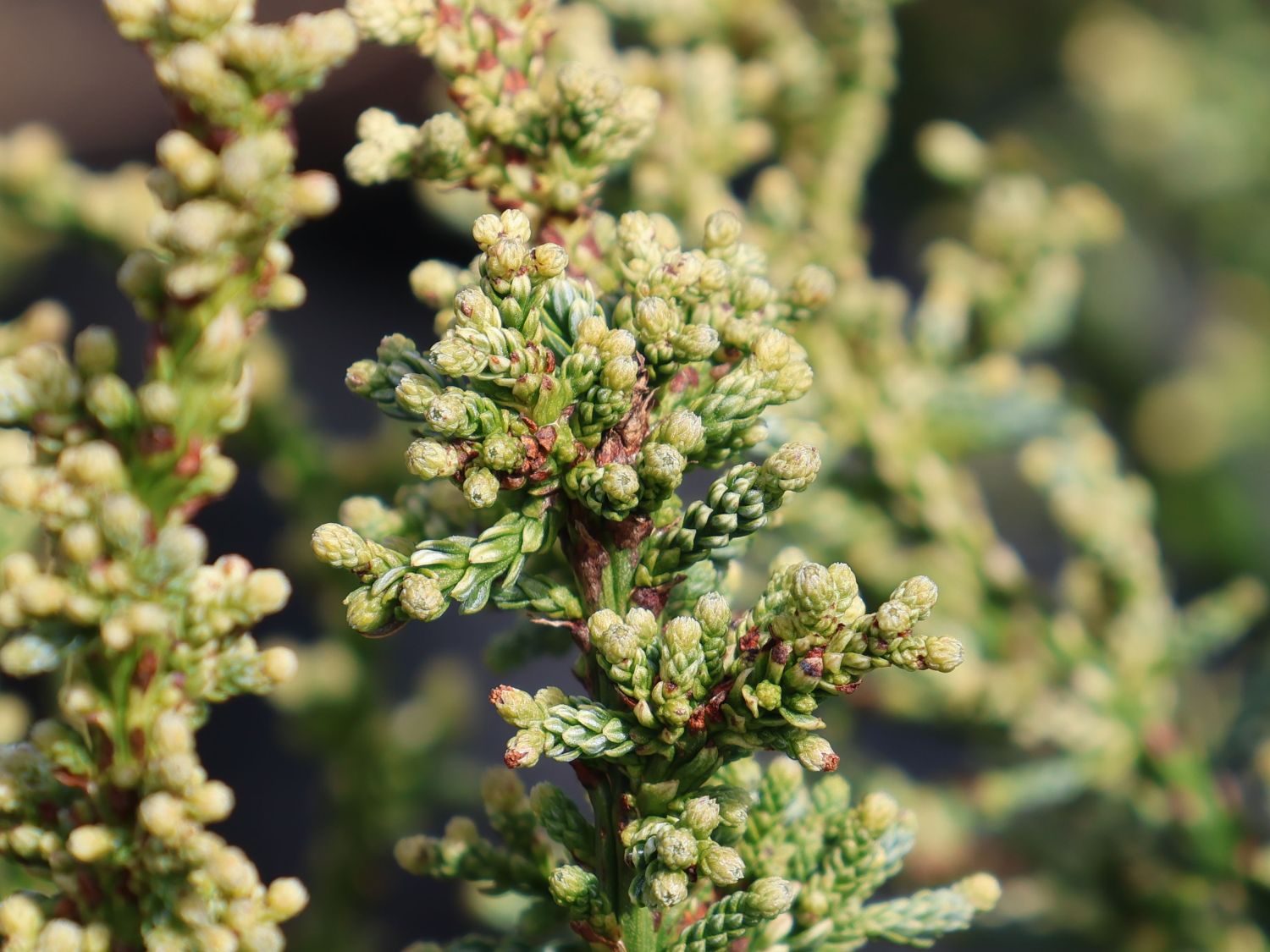 Küsten-Mammutbaum 'Lighting' - Sequoia sempervirens 'Lighting'