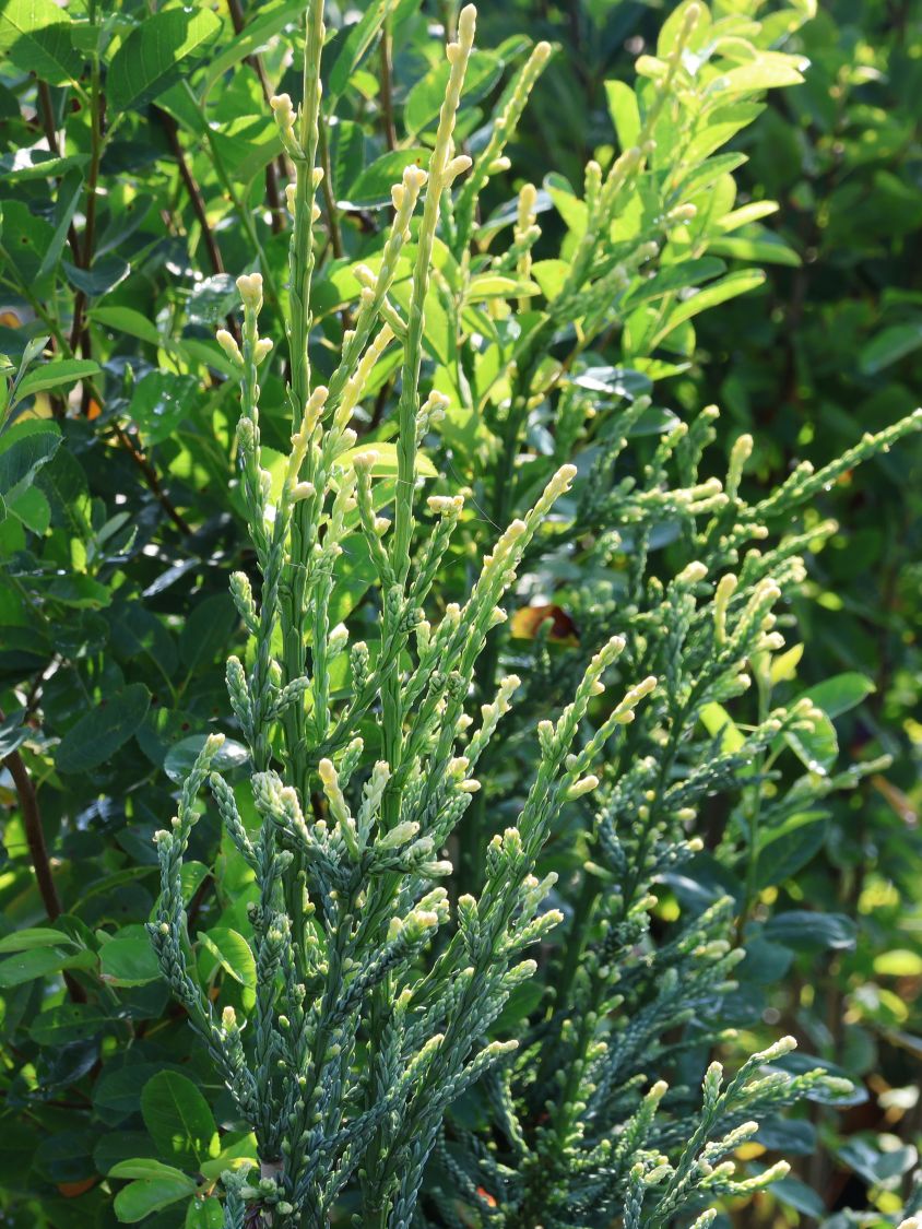Küsten-Mammutbaum 'Lighting' - Sequoia sempervirens 'Lighting'