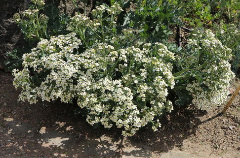 Küsten-Meerkohl - Crambe maritima