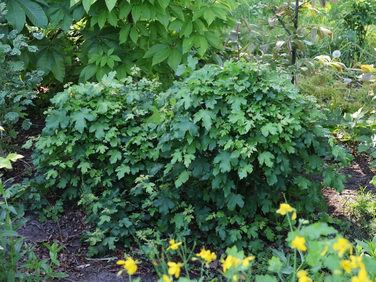 Kugel-Feldahorn 'Nanum'