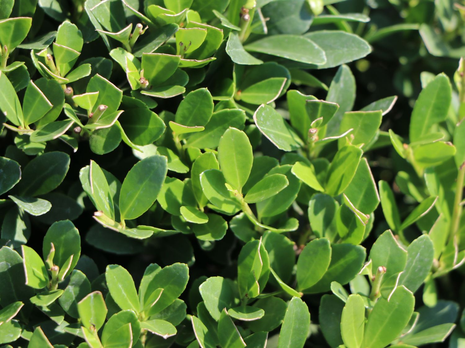 ILEX SELECT DARK GREEN BLOND DARK STAR DARK GREEN BLOND ® (Kugel) - Ilex crenata ILEX SELECT DARK GREEN BLOND DARK STAR DARK GREEN BLOND ® (Kugel)