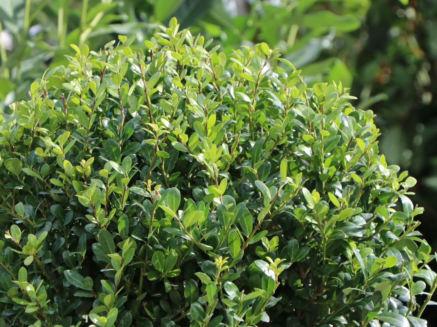 ILEX SELECT DARK GREEN BLOND DARK STAR DARK GREEN BLOND ® (Kugel) - Ilex crenata ILEX SELECT DARK GREEN BLOND DARK STAR DARK GREEN BLOND ® (Kugel)